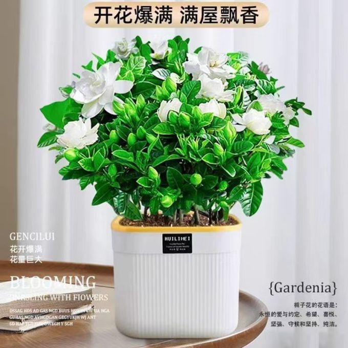 一宅一花盆栽