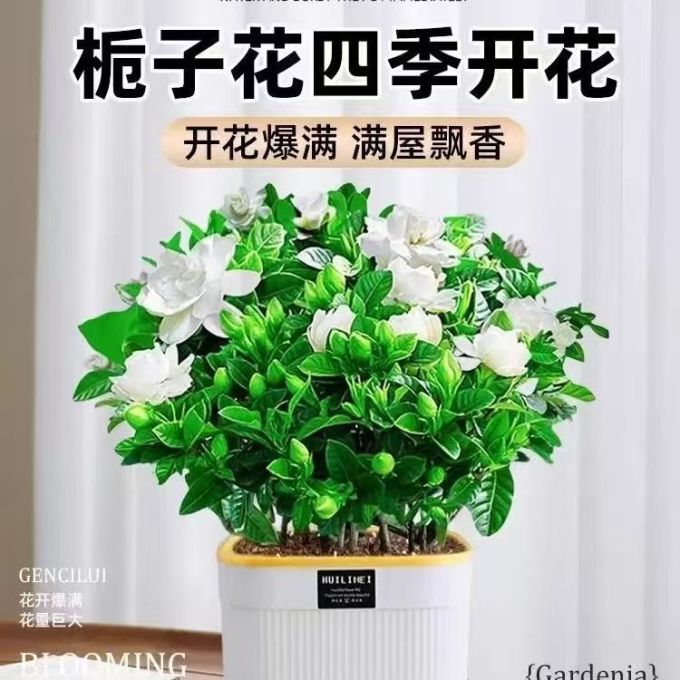 一宅一花盆栽