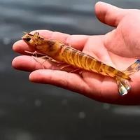 1斤虾，塘口价高达120元！为何这种虾，被誉为2026年最有前途虾类
