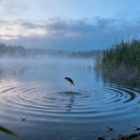 野钓爆护窗口期终极指南：看懂鱼情雷达标，抄作业连竿到手软！