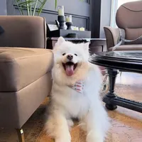 从0️⃣开始养萨摩耶｜新手养狗看这篇