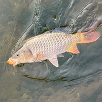 打窝不是越多越好，而是让鱼“吃不饱、舍不得走”