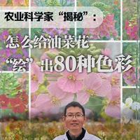 科学圆桌会|农业科学家“揭秘”：怎么给油菜花“绘”出80种色彩