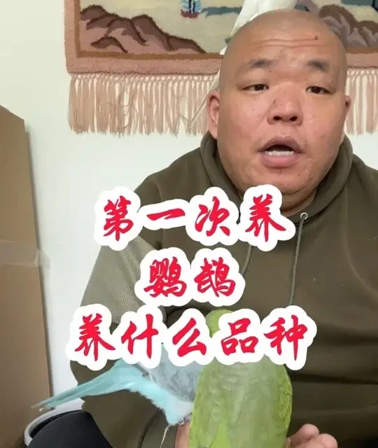 常见手养鹦鹉品种全解析：优缺点与选购对比