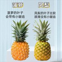 傻傻分不清！这些水果竟是双胞胎，菠萝凤梨 车厘子樱桃 看完不被坑