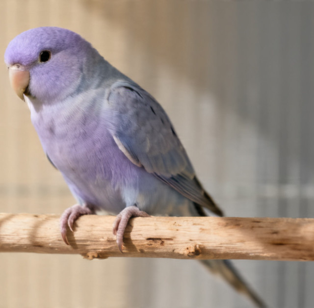 别再猜公母了！90天后看蜡膜颜色，虎皮鹦鹉性别一目了然