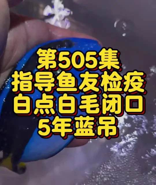 海水鱼病害特征识别与蓝吊长期养护实操指南