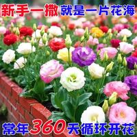 养护洋桔梗，让花开满春日