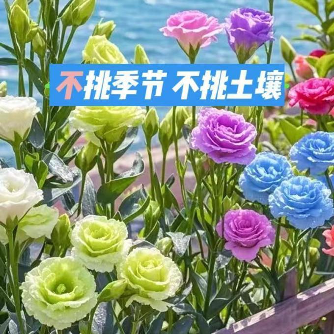 鲜花绿植
