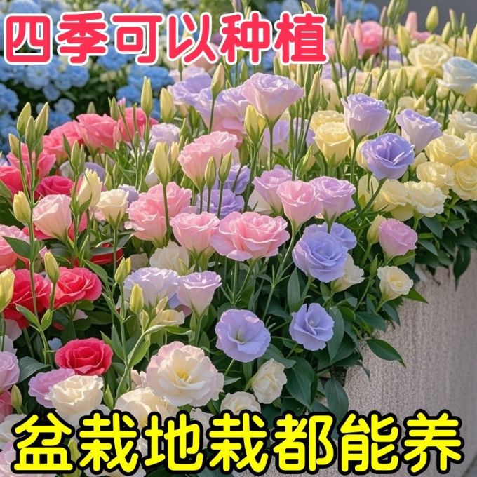 鲜花绿植