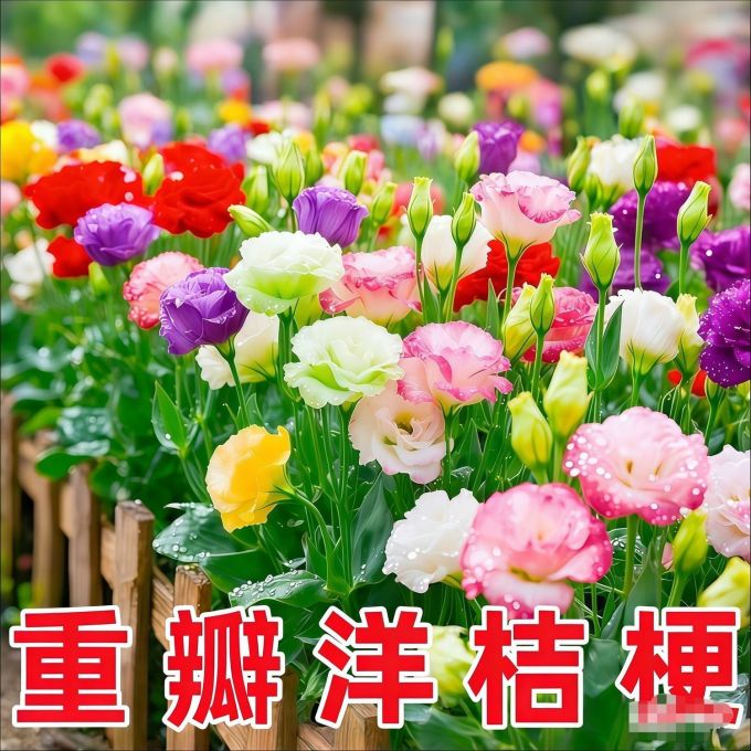 鲜花绿植