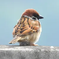 尼康p900s作为观鸟入门机超出我的预期