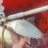 野钓鲫鲤通杀！调3钓3万能法，新手也能狂拉！