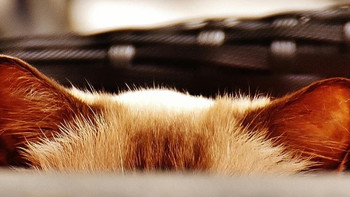 全价猫粮、全期猫粮是什么意思？春季最好的猫粮排行榜前十名
