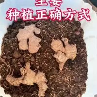 家庭盆栽生姜种植指南：实现有机生姜自由