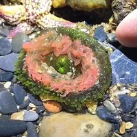 赶海生物习性与捕捞指南：季节、品种与生态解析