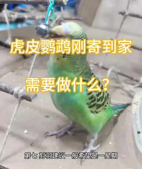 虎皮鹦鹉到家初期：环境准备、静养与护理指南