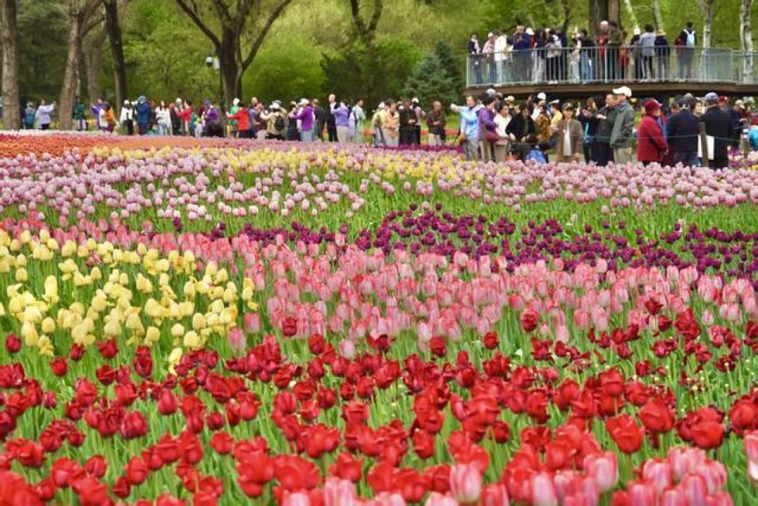 赏20万株郁金香花海，探首秀新奇品种，国家植物园开启一站式春游