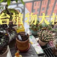 春季大焕新～你家植物焕新了没？