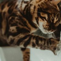 新手必看：幼猫吃成猫粮会怎么样？国产猫粮排名前十品牌TOP3分享