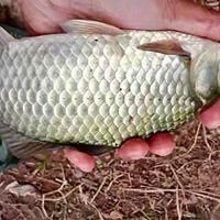 别瞎配线组！春钓鲫鱼0.3子线+5号袖真靠谱吗？实测后彻底改观