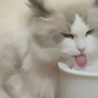 猫尿闭后怎么照顾?(附骗水技巧)