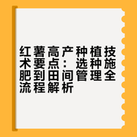 种红薯高产？做好这5点，个头大产量稳