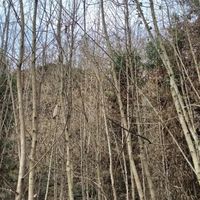金庸新修订的《倚天屠龙记》结尾部分改得不如人意，大不如三联版