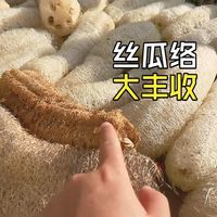 种植肉丝瓜大丰收,好吃好种又高产,收几大包丝瓜络,洗涤好帮手