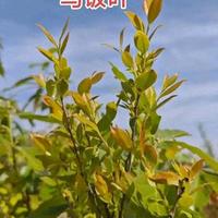 广西人必吃的乌米饭，竟是路边这种叶子做的！90%的人不认识。