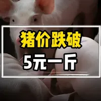生猪跌破4元与排骨20元的价差：猪肉产业链成本拆解