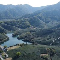 3000元一斤的西湖龙井，可能还不如800元的钱塘龙井耐泡