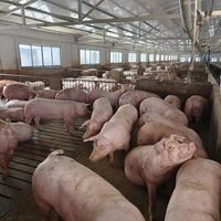 5块钱的猪肉，创2007年以来新低。在西北最大菜场，看见猪周期的辛酸