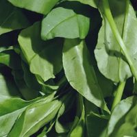 赶场淘到宝！凉拌土人参叶，鲜爽又滋补