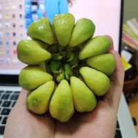 佛手的功效和市面上的价位各有不同，选择需谨慎！