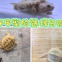 (养龟小讲堂)关于鳄龟甲型的选择和调整