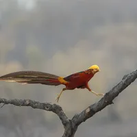 佳能 EOS R6 Mark Ⅲ｜我的观鸟好搭子