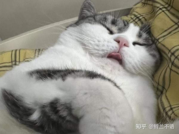 养猫新手，猫窝有必要入手吗，网上有的说猫一般不睡猫窝？