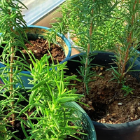 蚊子最讨厌的3种花！家里养“几盆”，蚊子退退退！比蚊香还管用