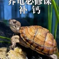 乌龟补钙的必要性及选购标准分析