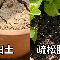 养花盆土“硬邦邦”，花草长不动？教你5招，盆土松软透气营养高