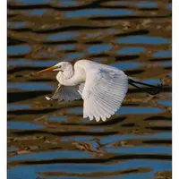 富士拍鸟对焦如何？——答网友问