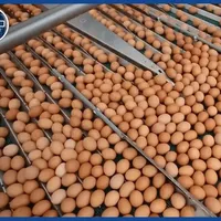巴西鸡蛋产业全流程解析：从生物形成到自动化加工