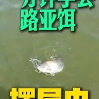 路亚摆尾虫使用全攻略：针对悬浮鲈鱼与滑口鱼的操作技巧