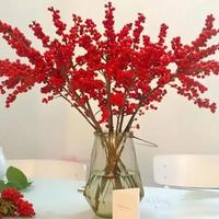 新手零失败！北美冬青水培 / 盆栽攻略，红果鲜到元宵节不凋谢