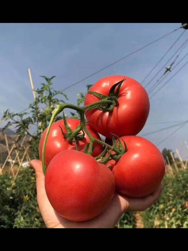 京东自营普罗旺斯番茄4.5斤