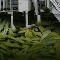 绿茶灌木、乌龙半乔木、普洱乔木？茶树形态背后的“适制性”密码