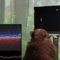 猴子意念导航VR，瘫痪者已在《魔兽》开团，我们离意念玩游戏还有多远？