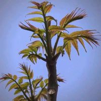 【人间草木】香椿，春日里最具烟火气的“树上蔬菜”