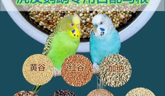 虎皮鹦鹉自配鸟粮指南:主粮选择与配料比例解析_猫粮_什么值得买